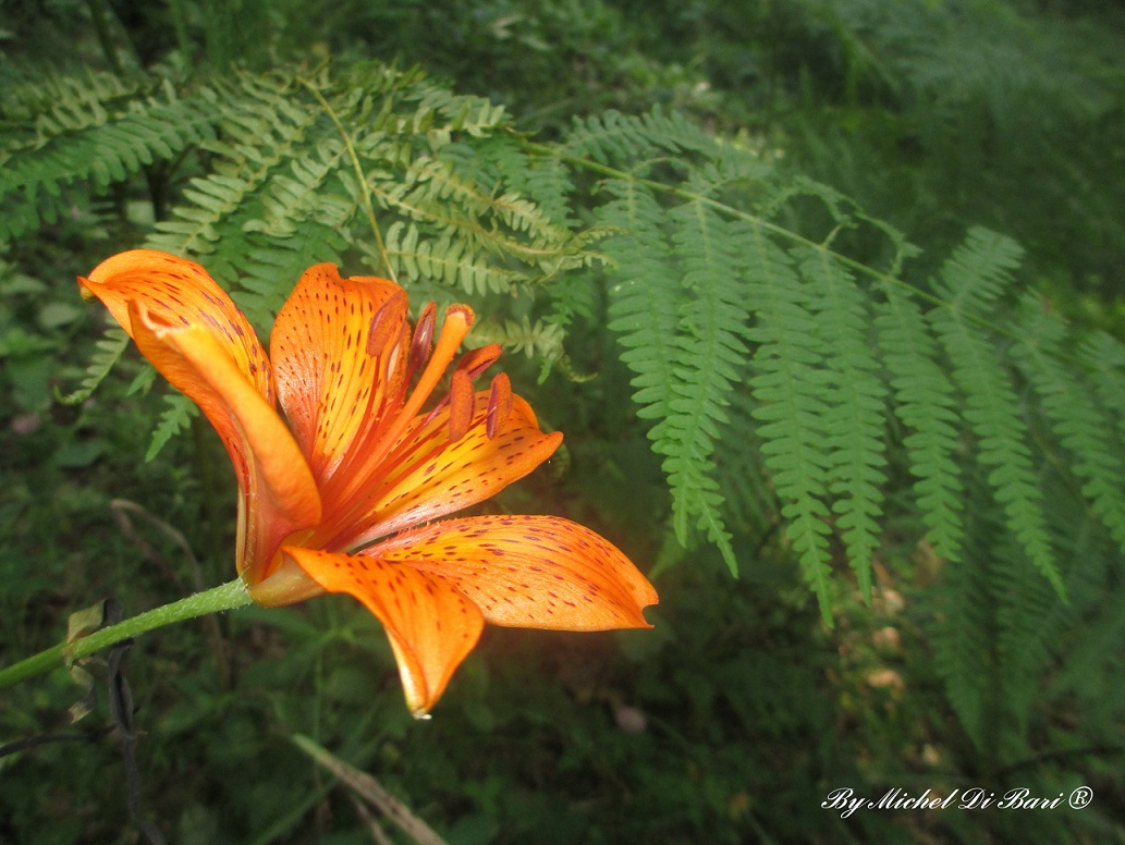 Lilium bulbiferum ssp. croceum