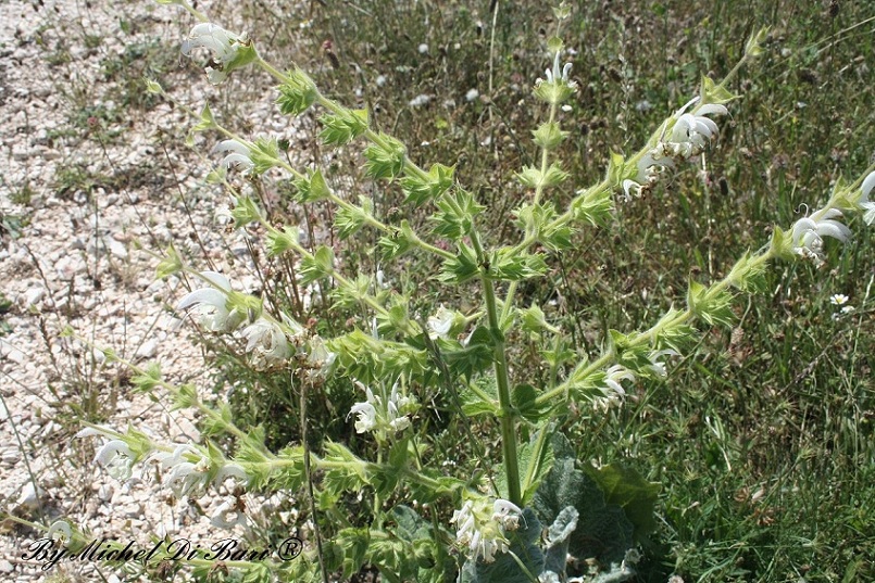 salvia argentea