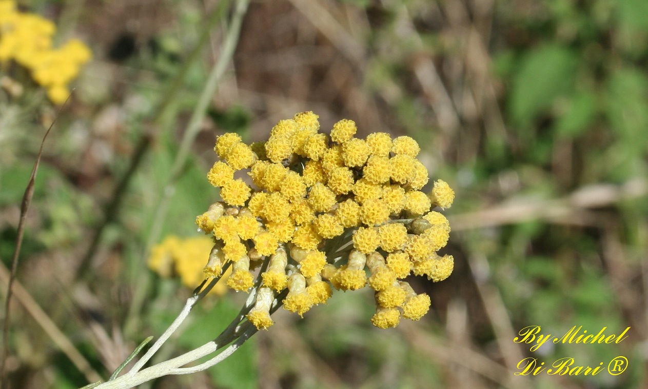 Helichrysum italicum