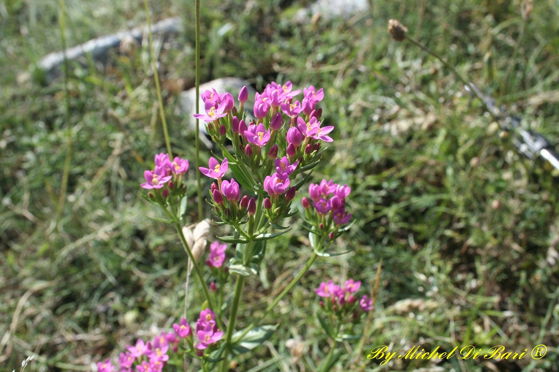 Centaurium erythraea