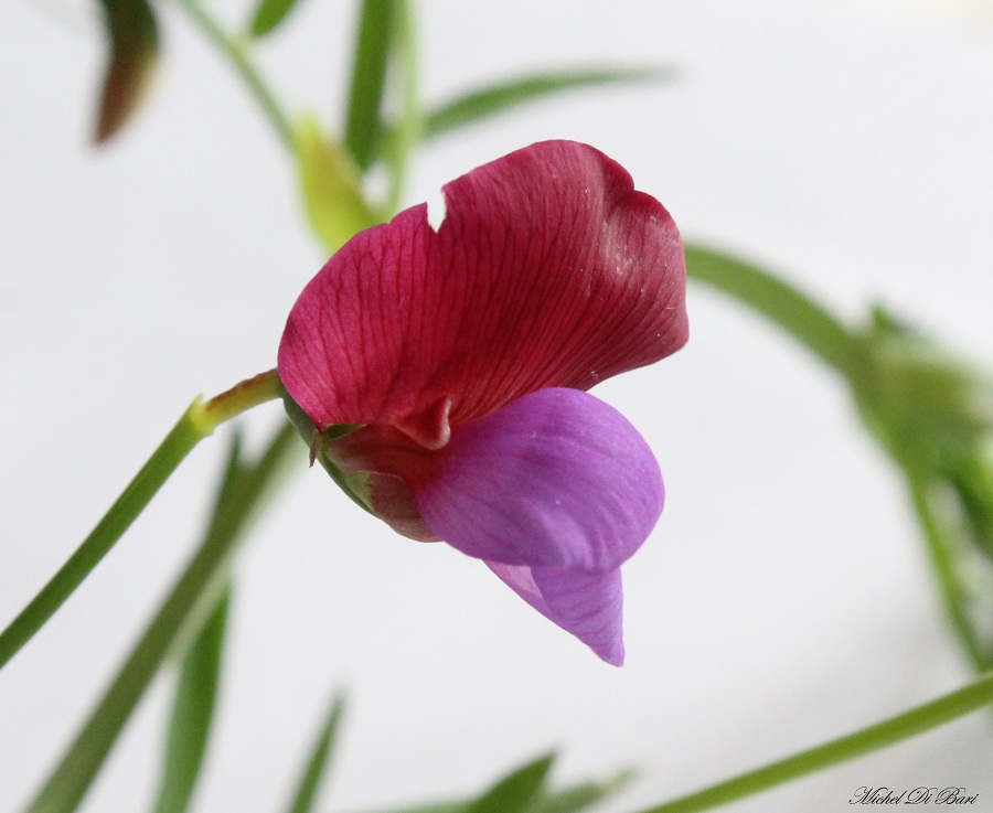 Lathyrus clymenum (=Lathyrus articulatus)