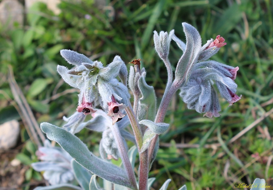 Cynoglossum cheirifolium / Lingua di cane giallastra
