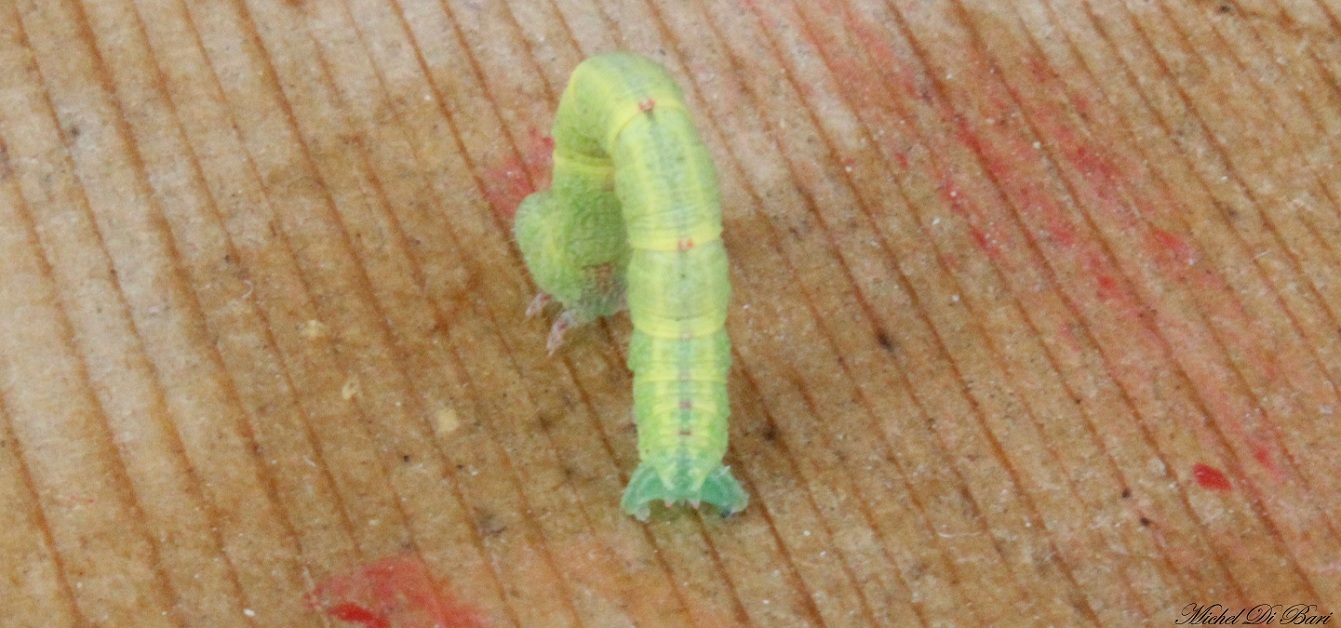 bruco di Cabera sp. (Geometridae)