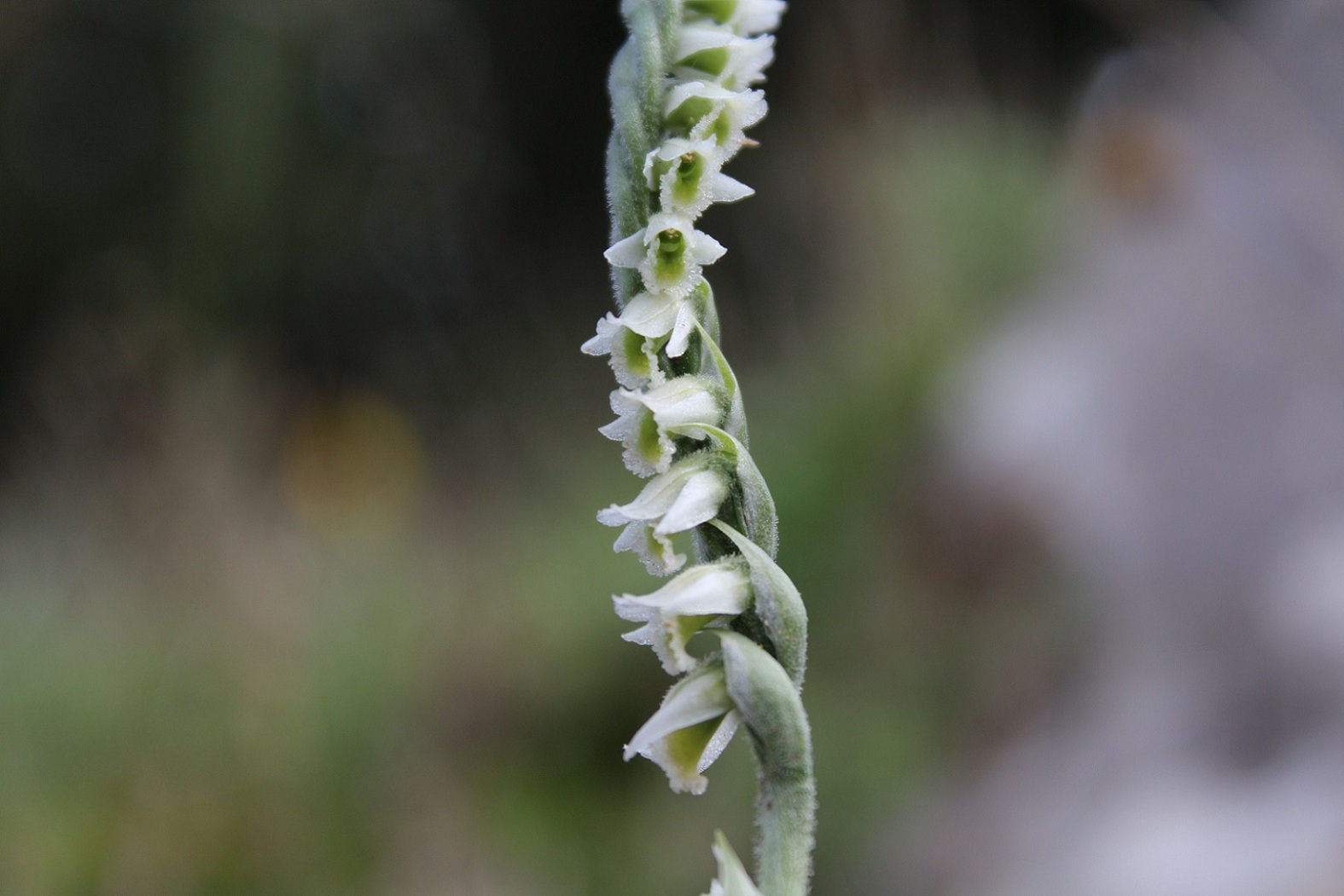 Spiranthes spiralis