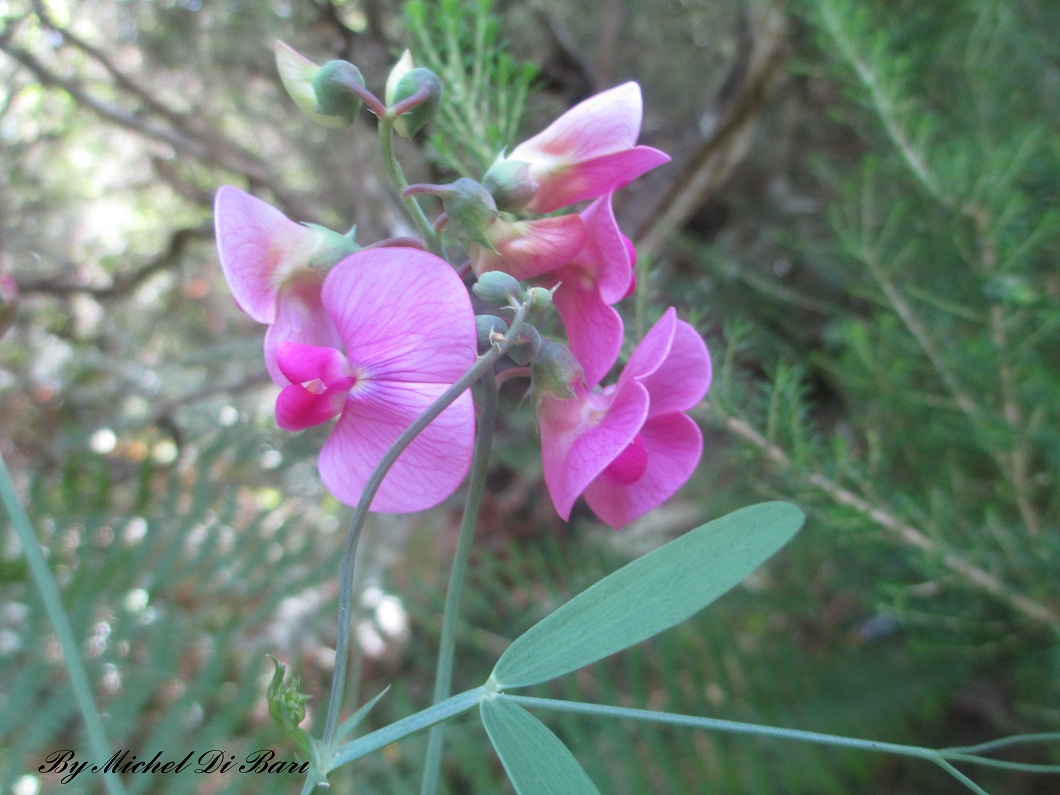 Sempre Lathyrus sylvestris ?