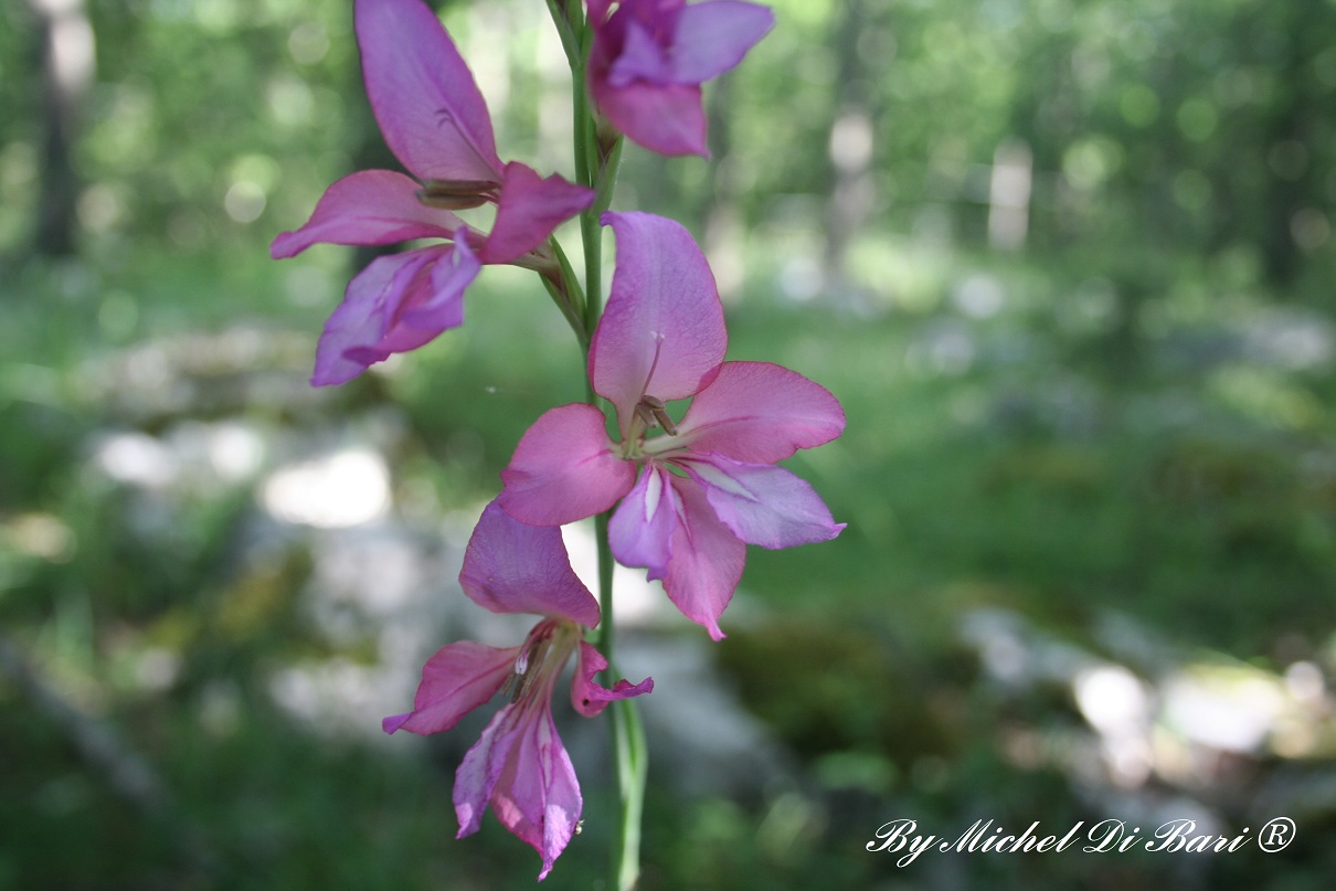 Gladiolus sp.