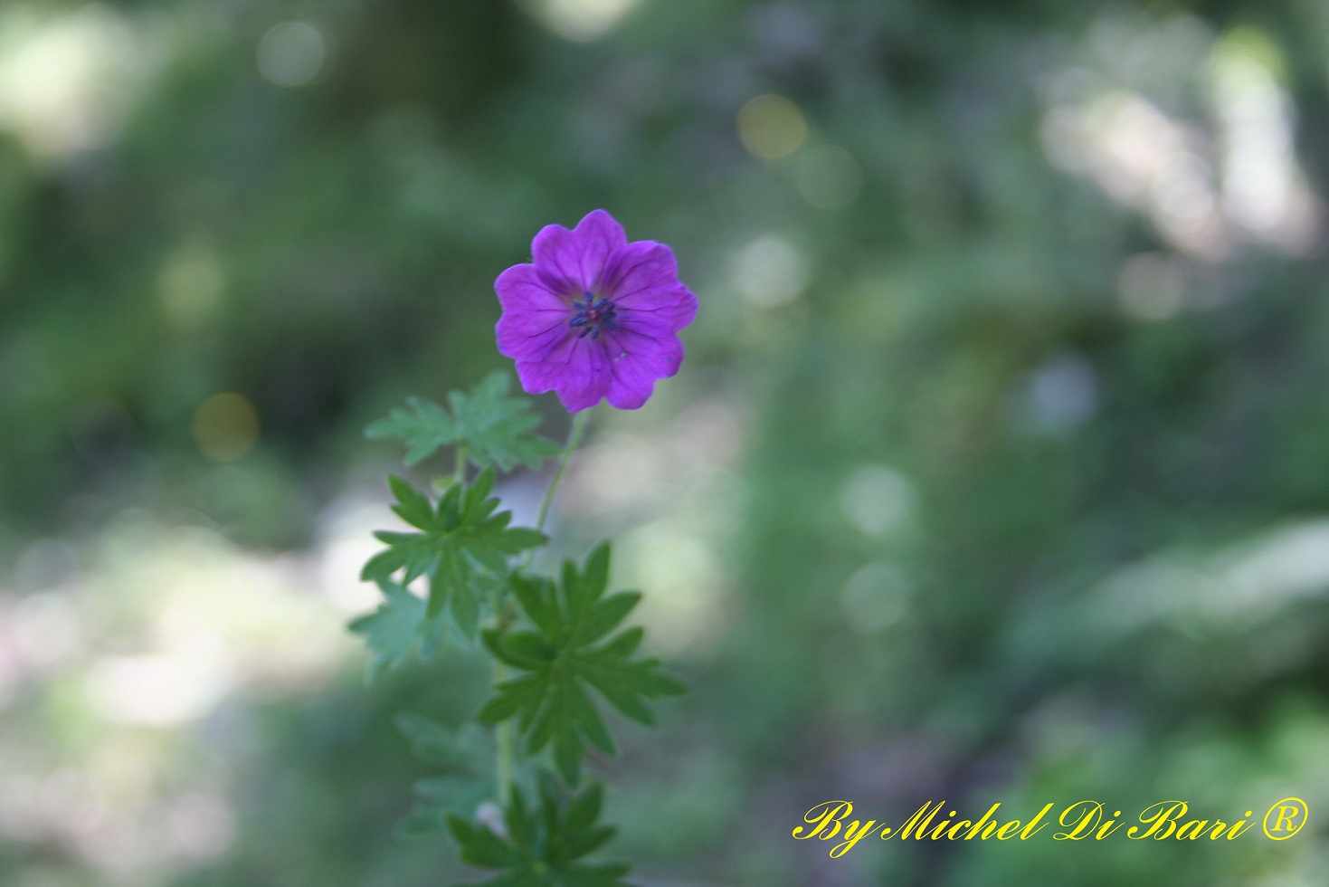 Geranium sanguineum