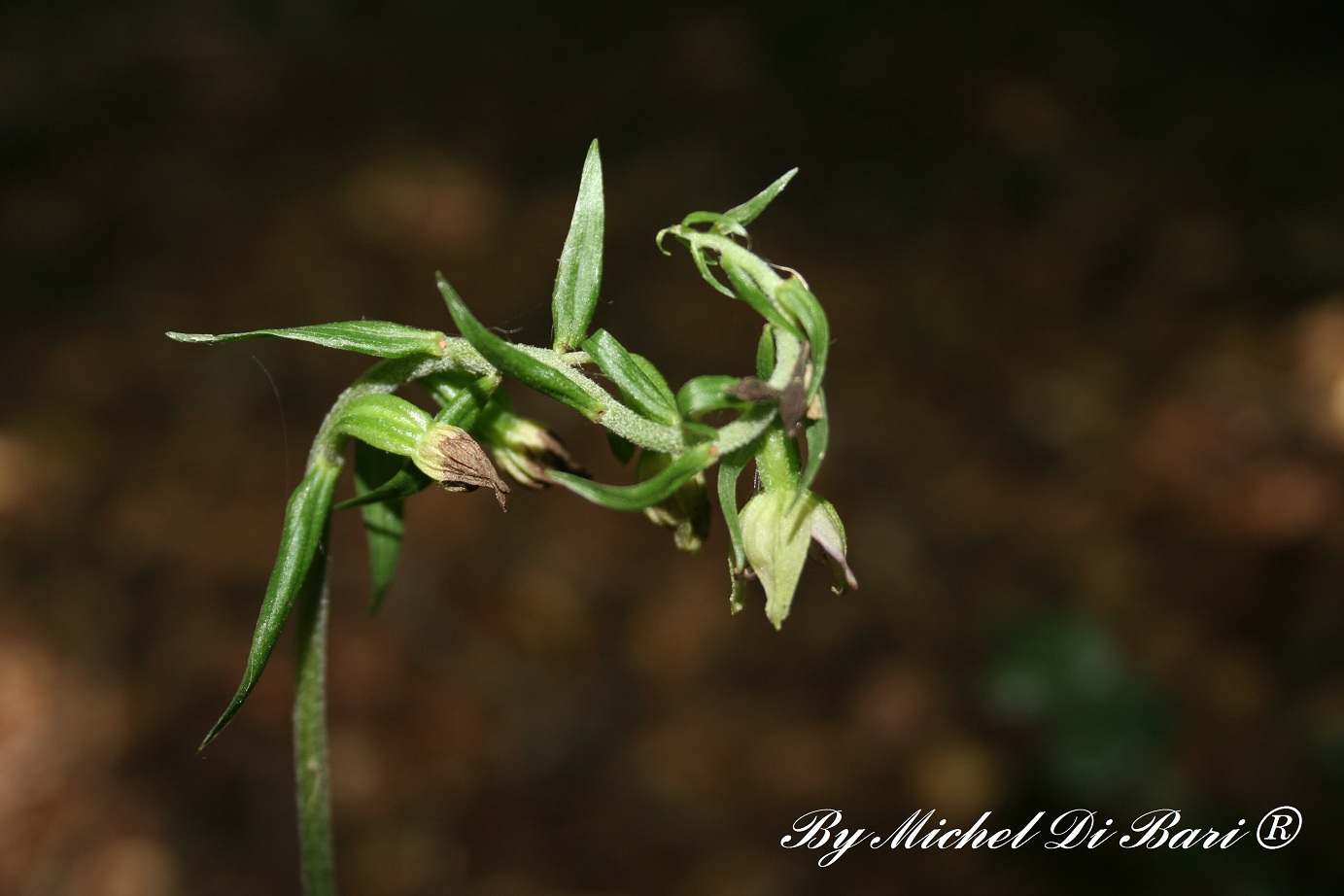 Epipactis meridionalis