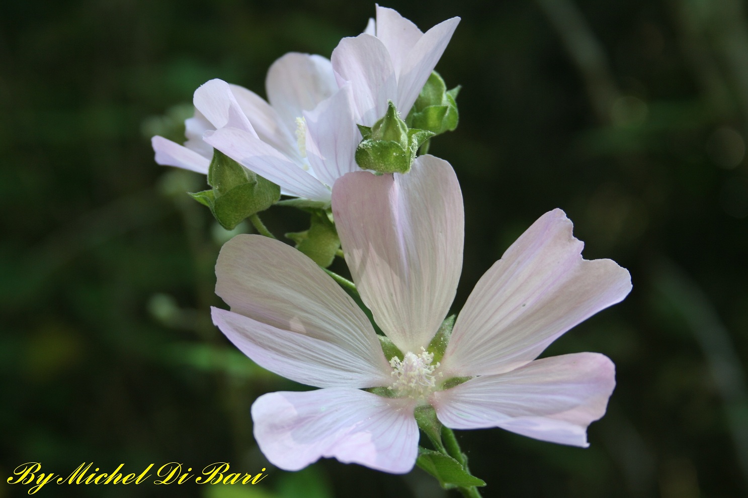 Malva Thuringiaca / Malvone di Turingia