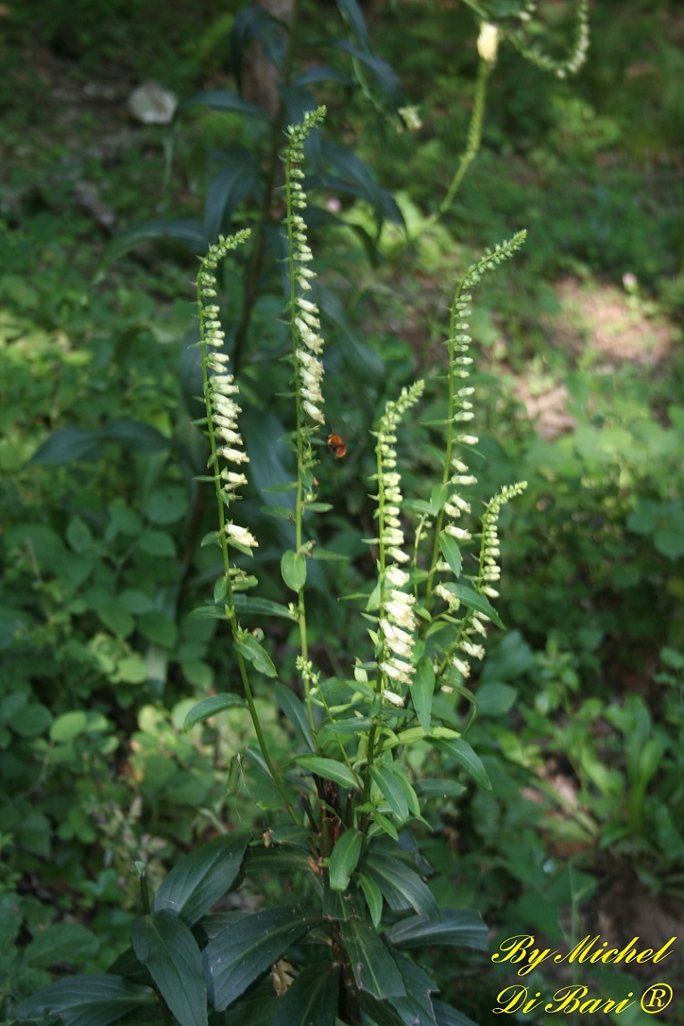 Digitalis micrantha (=D.lutea subsp. australis