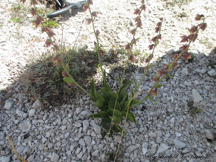 Epipactis atrorubens