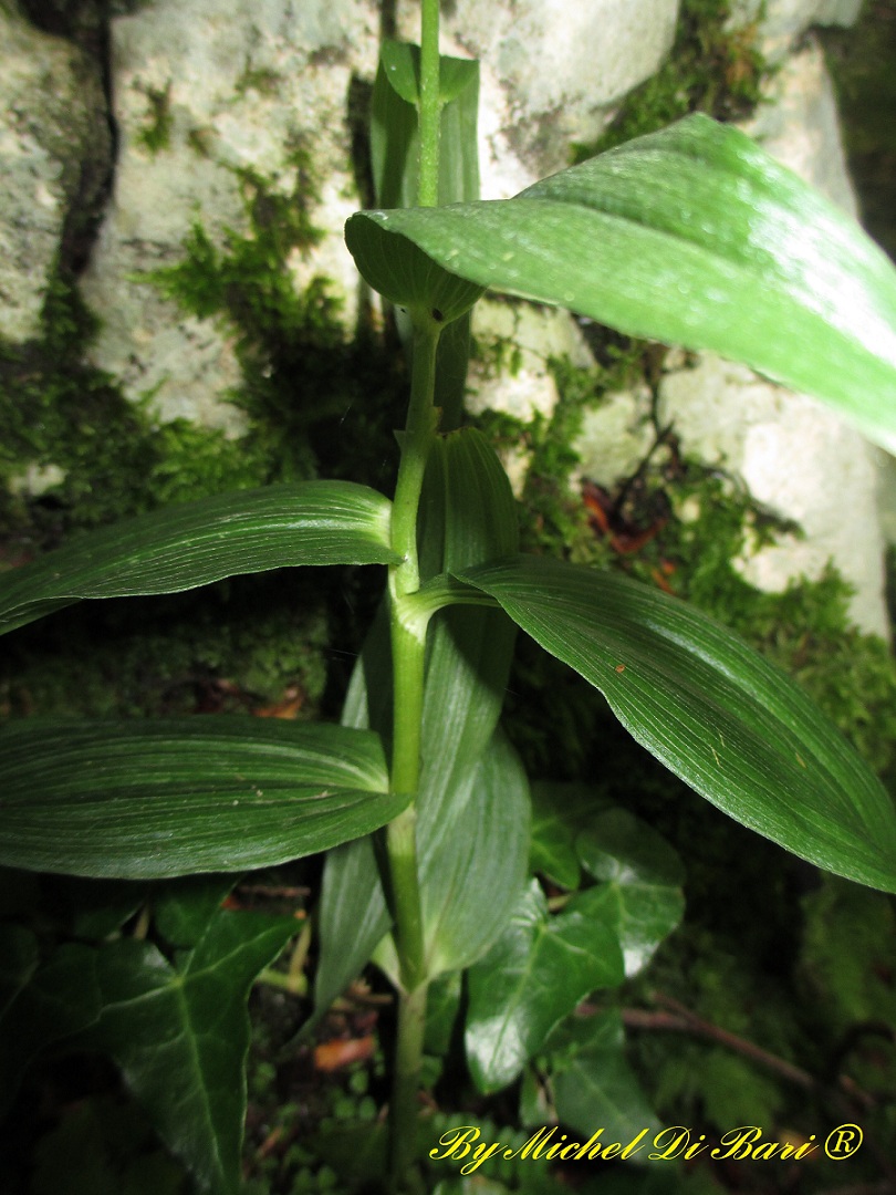 Altra epipactis da ID