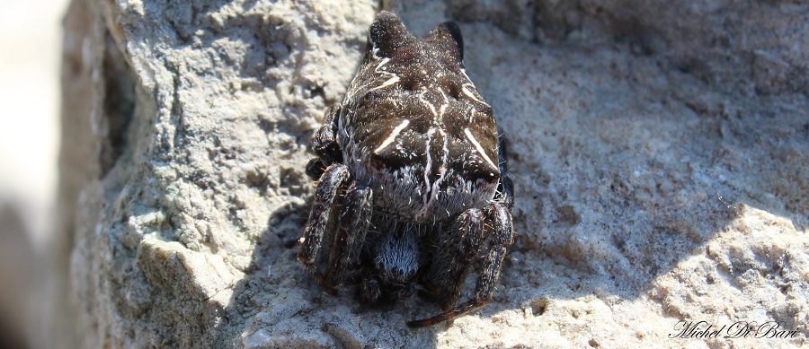 Cyrtophora citricola - Manfredonia (FG)