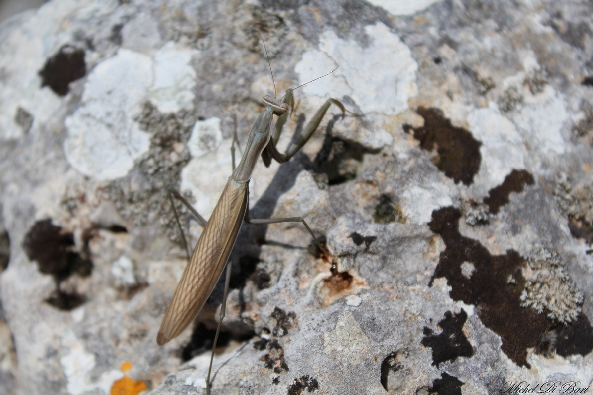 Mantide religiosa (femmina)