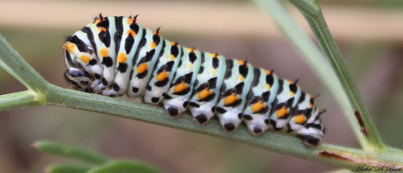 Bruco di papilio machaon? - S