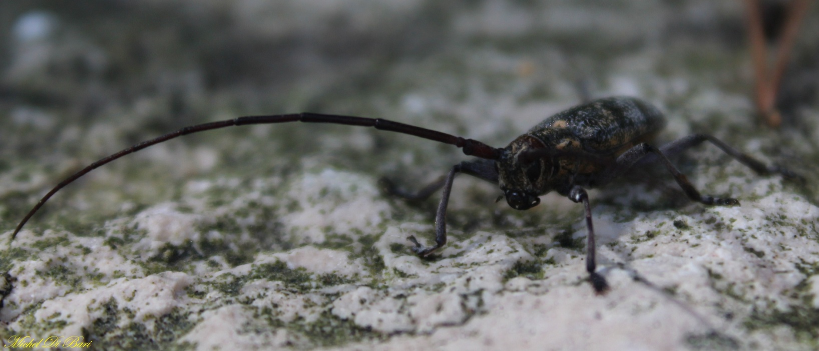 Monochamus galloprovincialis, Cerambycidae