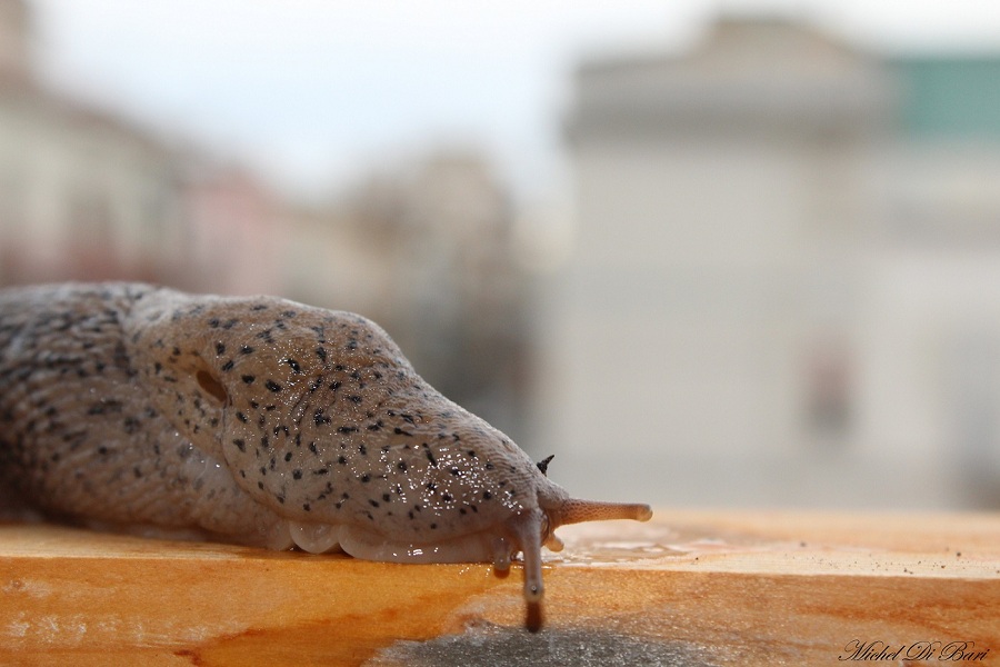 Limax valle Carbonara Gargano (FG)