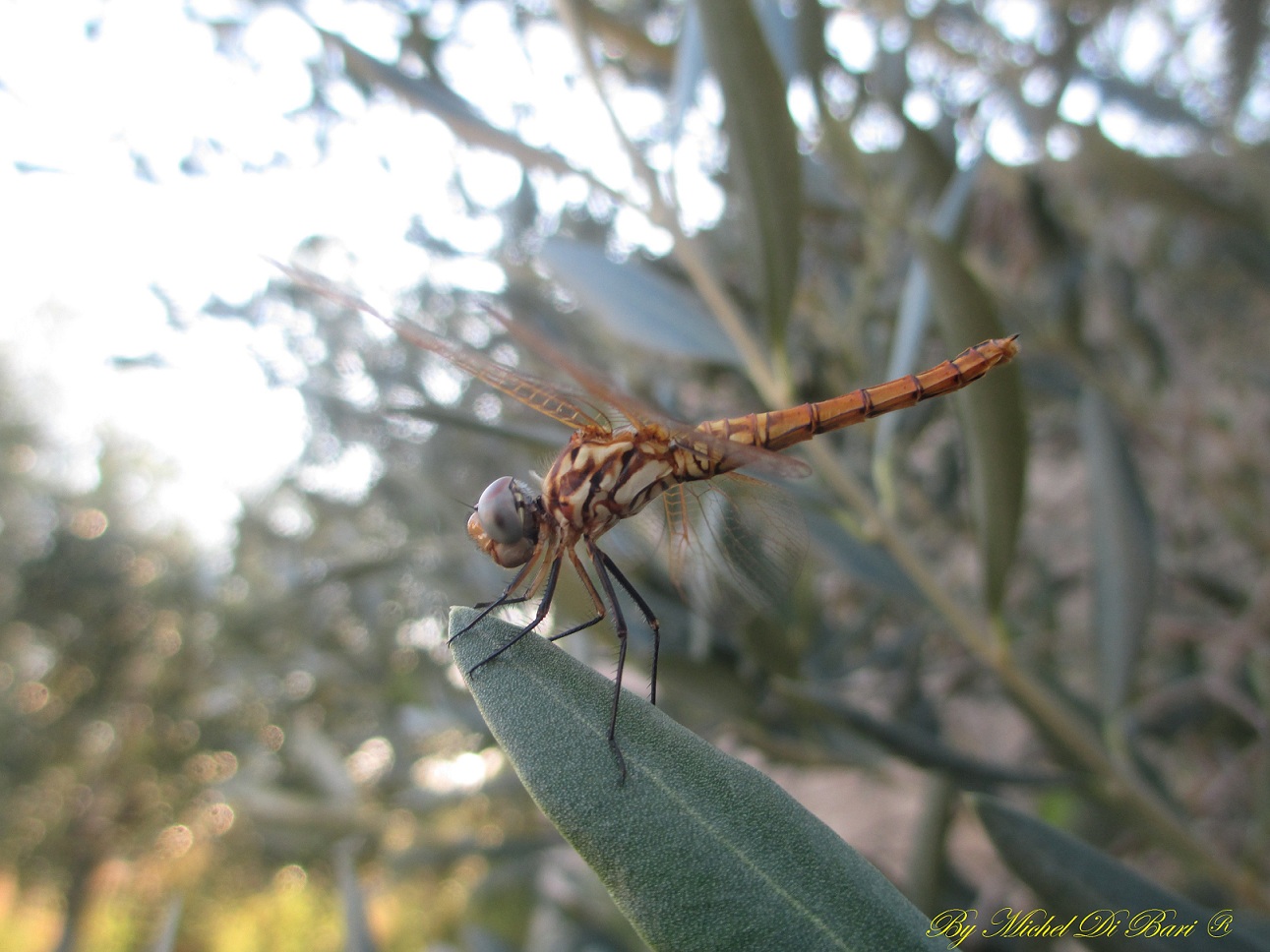 Libellula da ID: Trithemis annulata immature