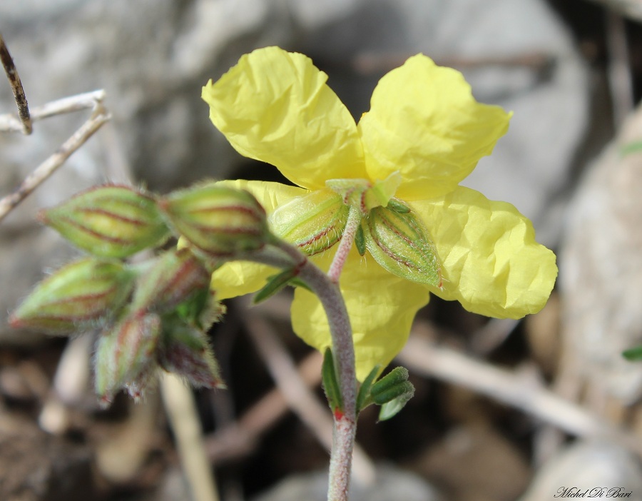 Helianthemum jonium / Eliantemo jonico