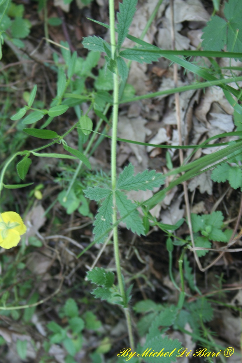 Potentilla recta