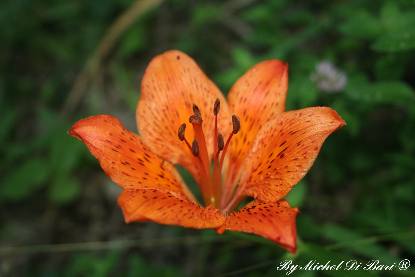 Lilium bulbiferum ssp. croceum