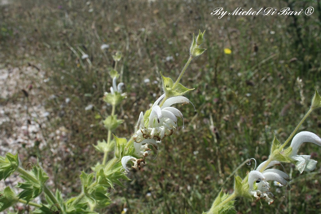 salvia argentea