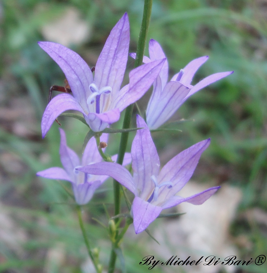 Campanula rapunculus