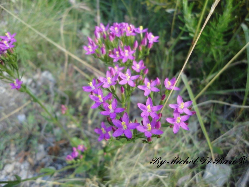 Centaurium erythraea