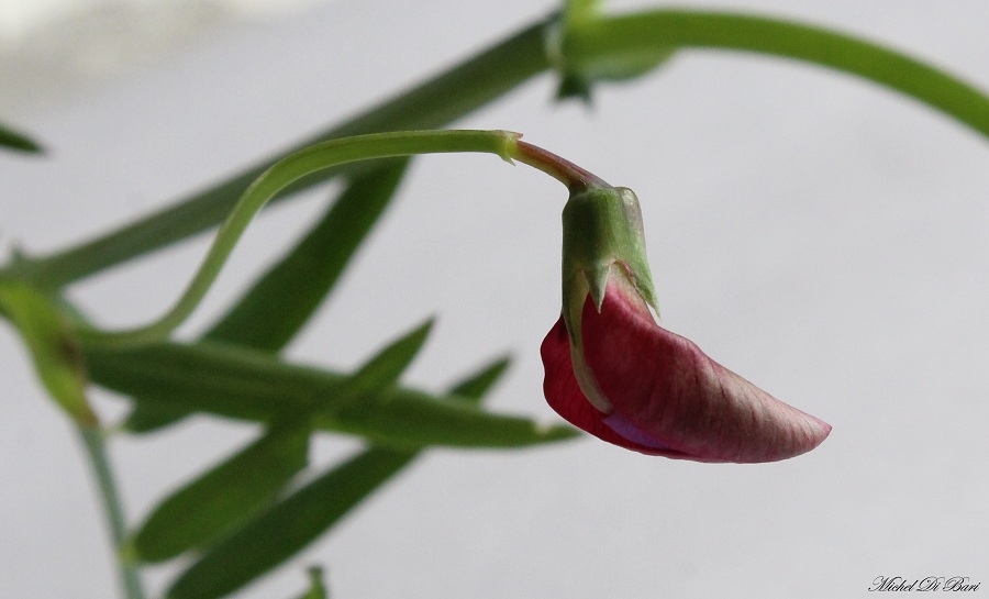 Lathyrus clymenum (=Lathyrus articulatus)