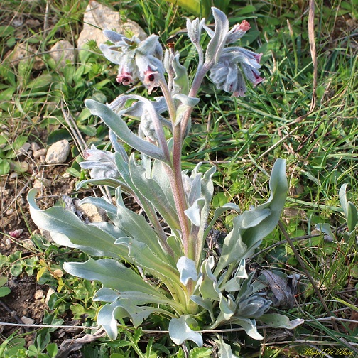 Cynoglossum cheirifolium / Lingua di cane giallastra