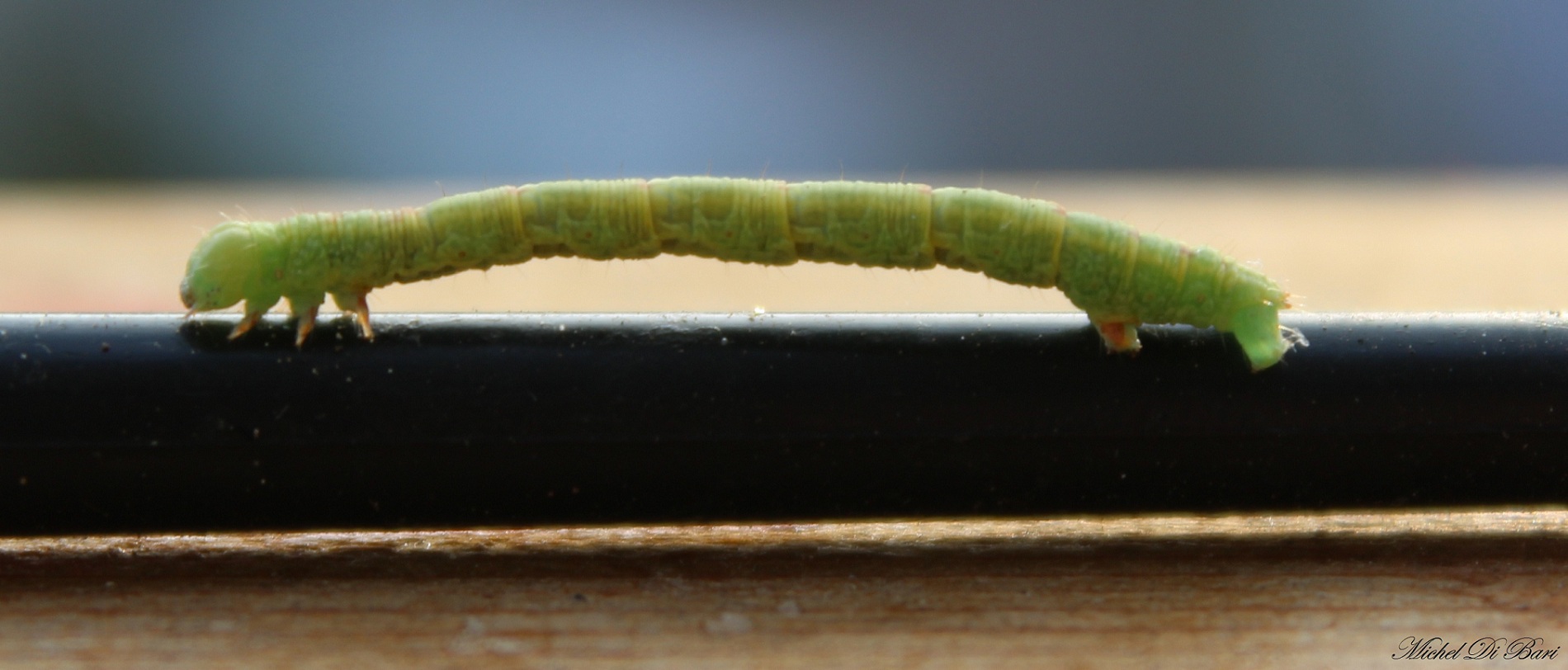 bruco di Cabera sp. (Geometridae)