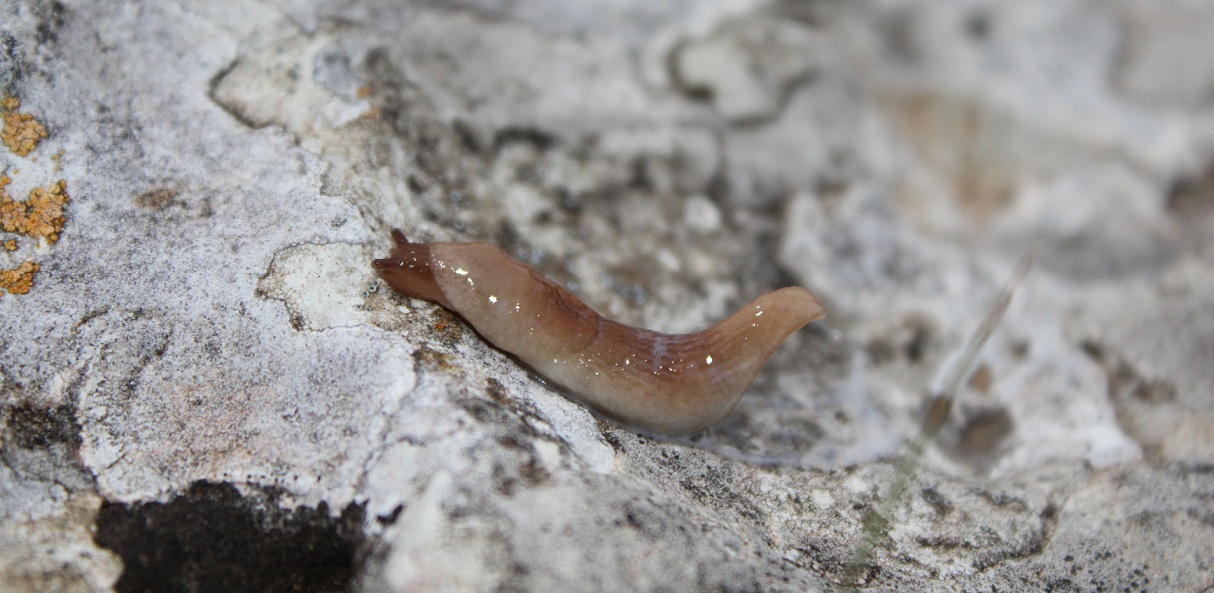 Piccola Limax da Id