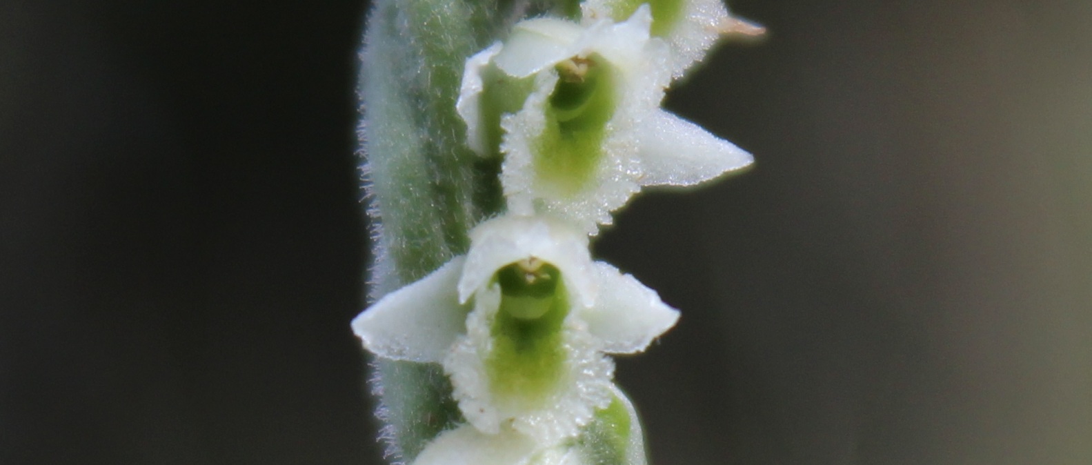 Spiranthes spiralis