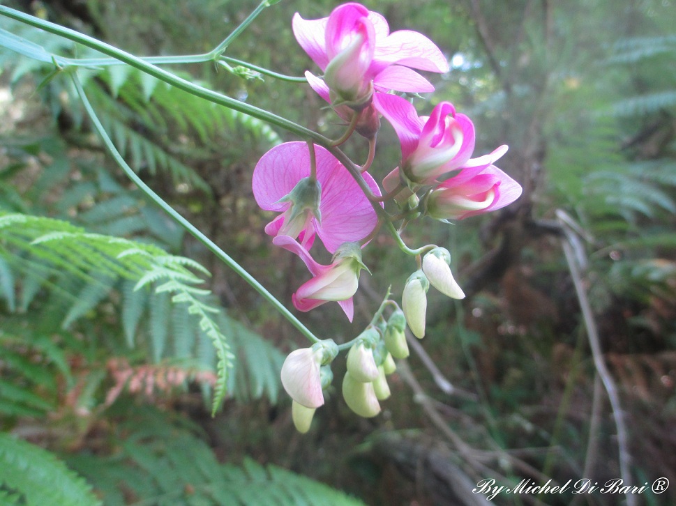 Sempre Lathyrus sylvestris ?