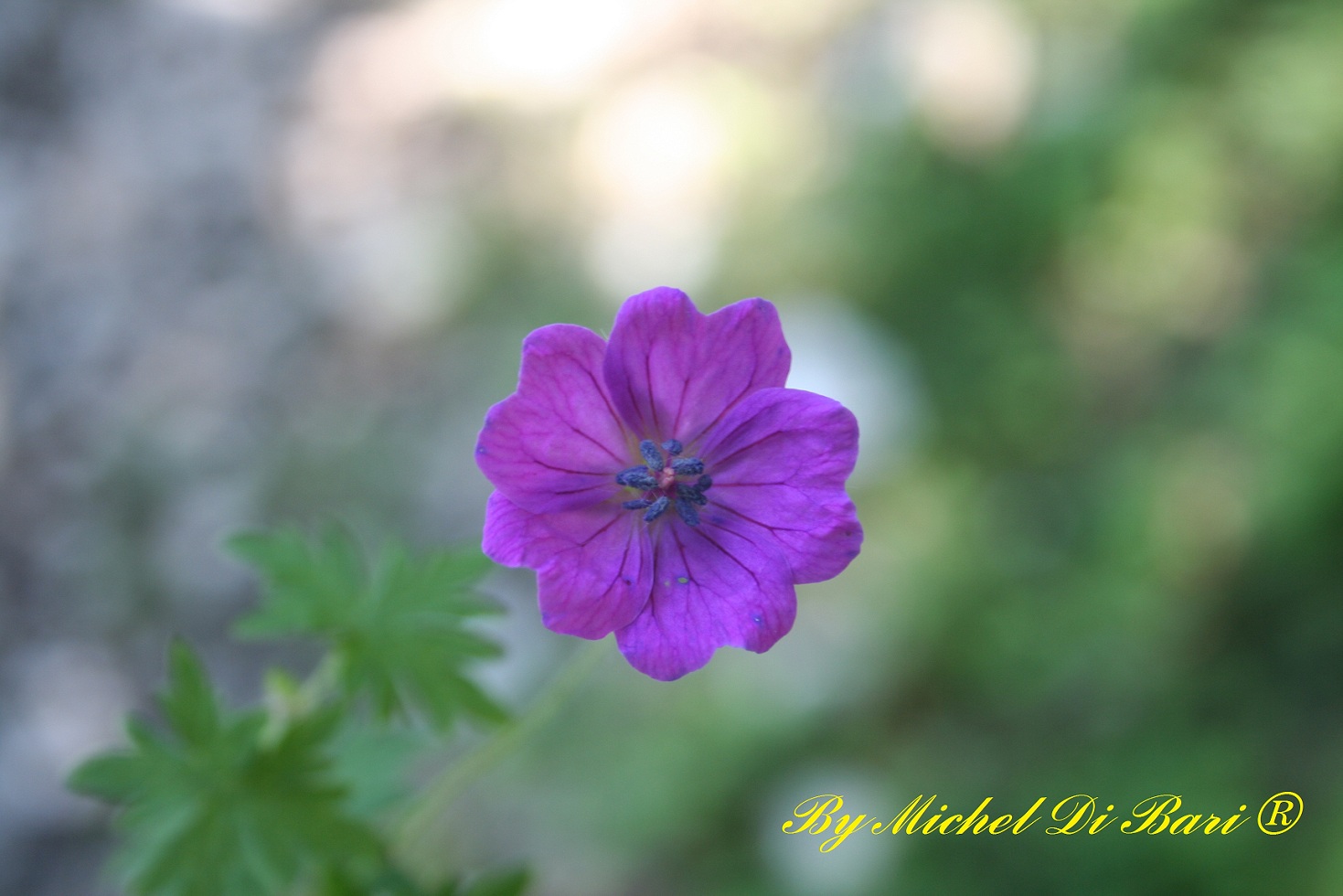 Geranium sanguineum