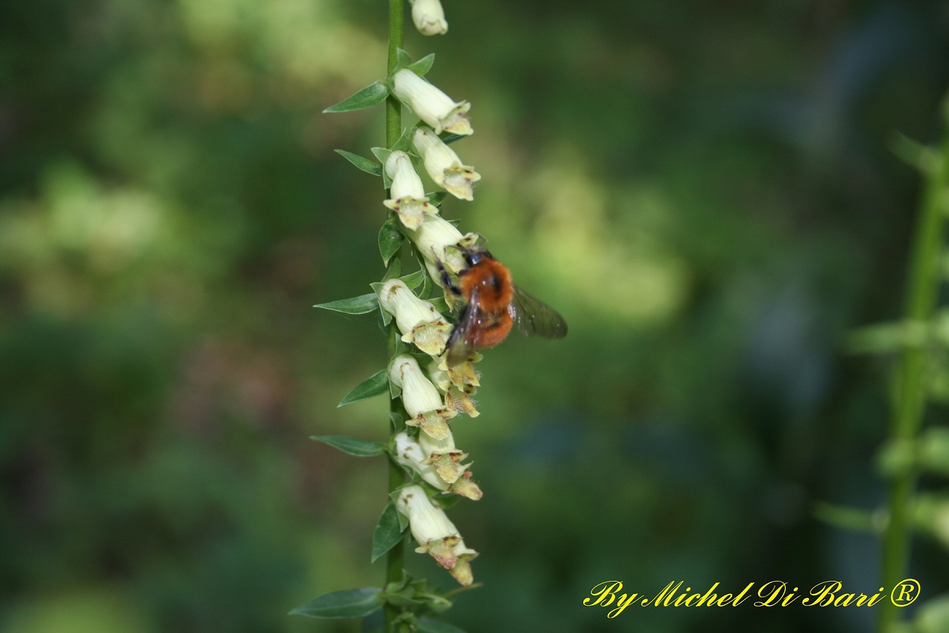 Digitalis micrantha (=D.lutea subsp. australis