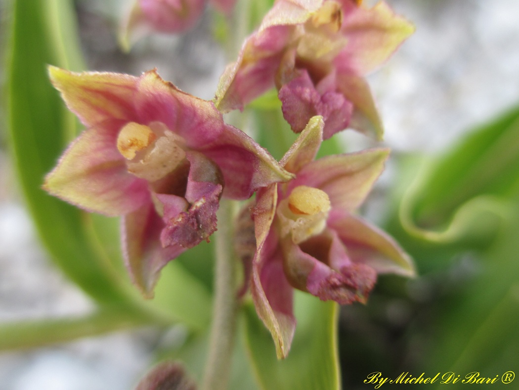 Epipactis atrorubens