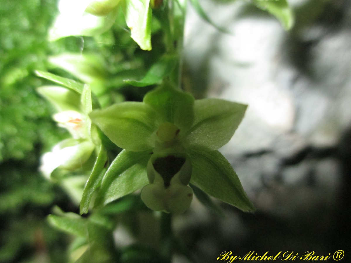 Altra epipactis da ID