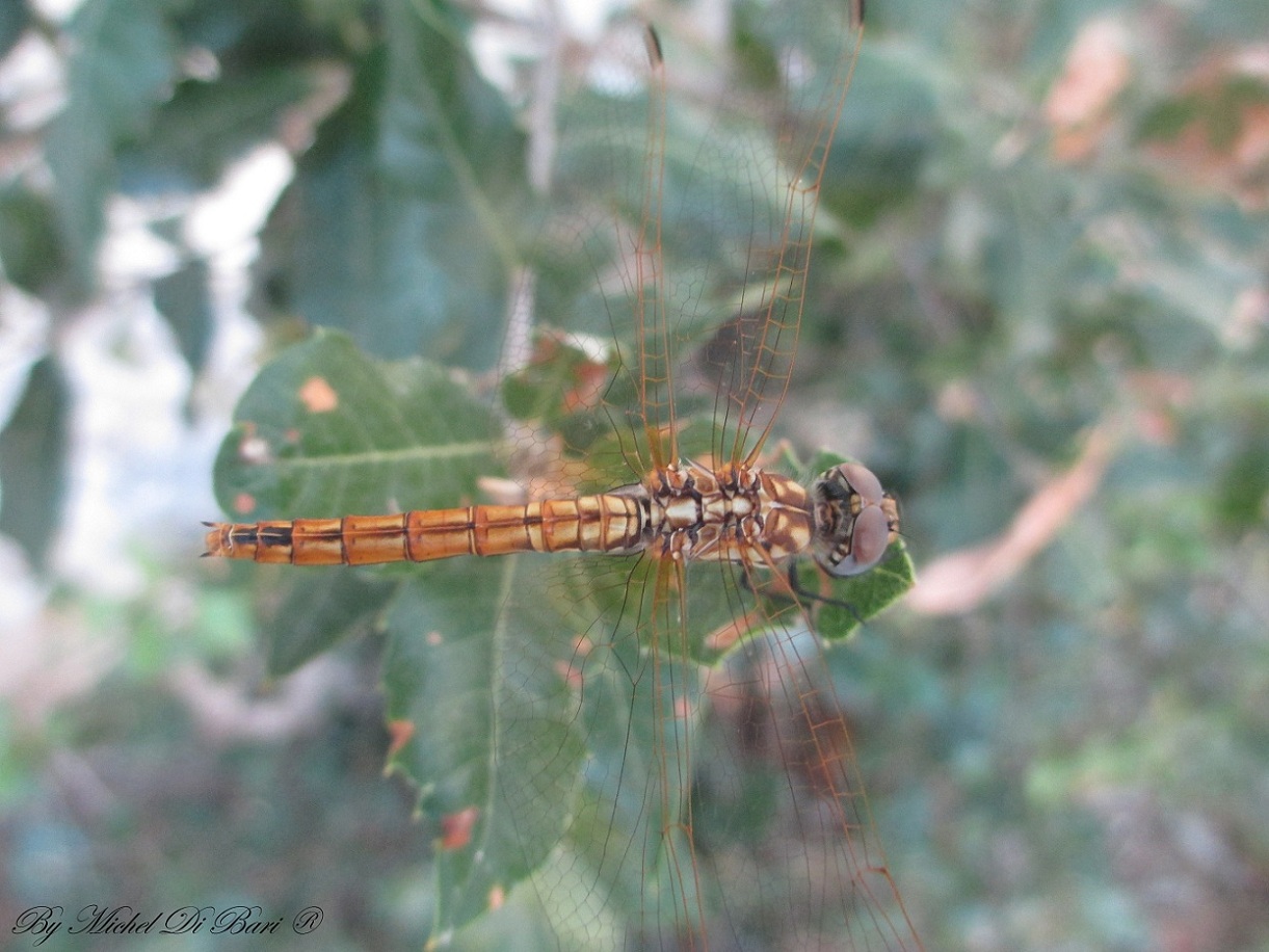 Libellula da ID: Trithemis annulata immature