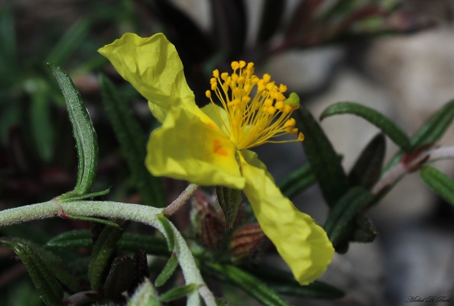 Helianthemum jonium / Eliantemo jonico