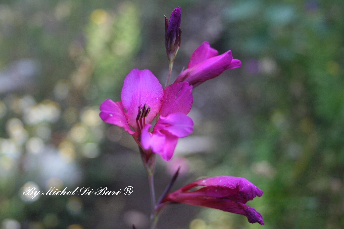 Gladiolus sp.