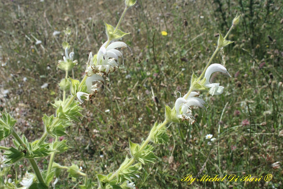 salvia argentea