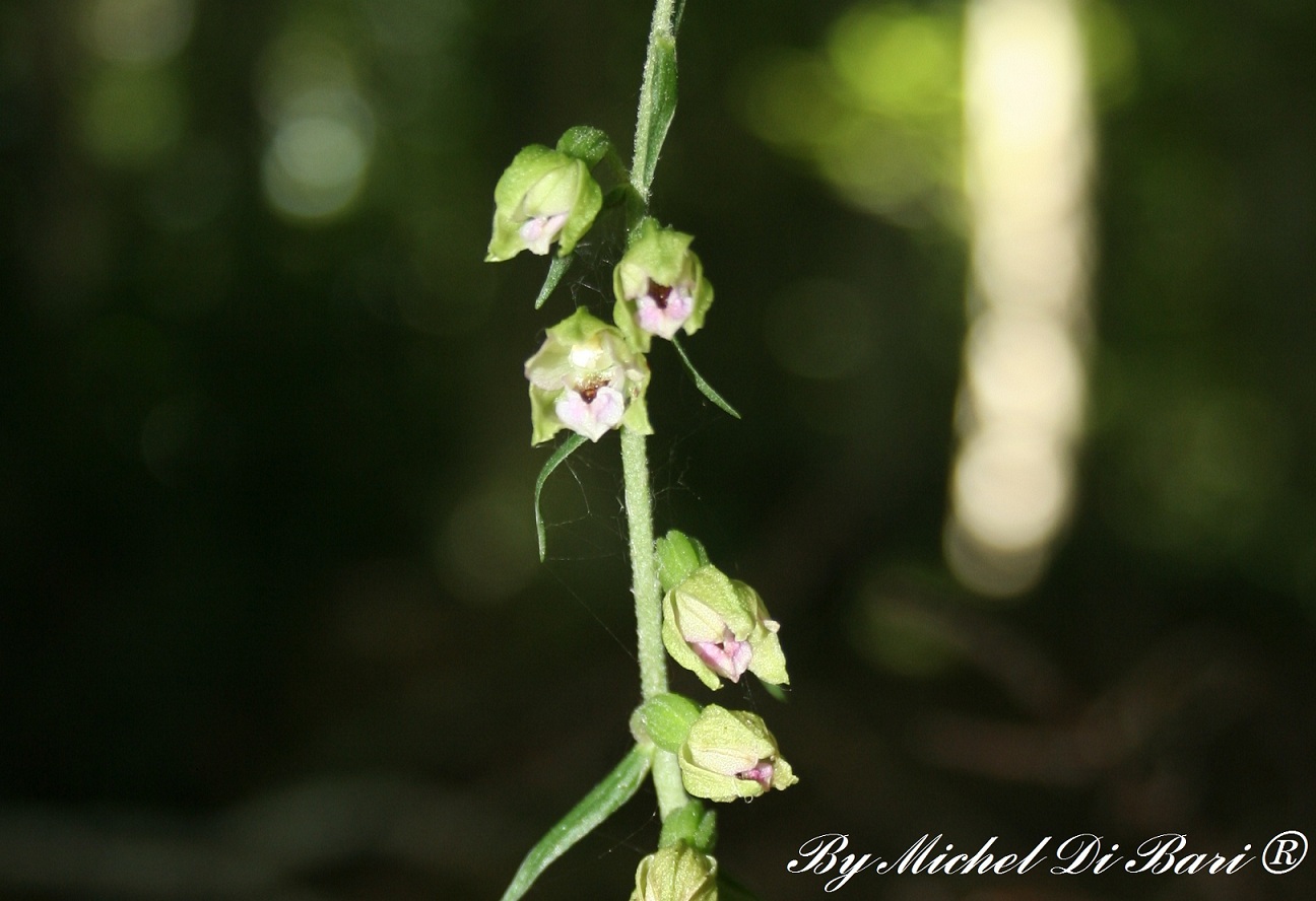 Epipactis meridionalis