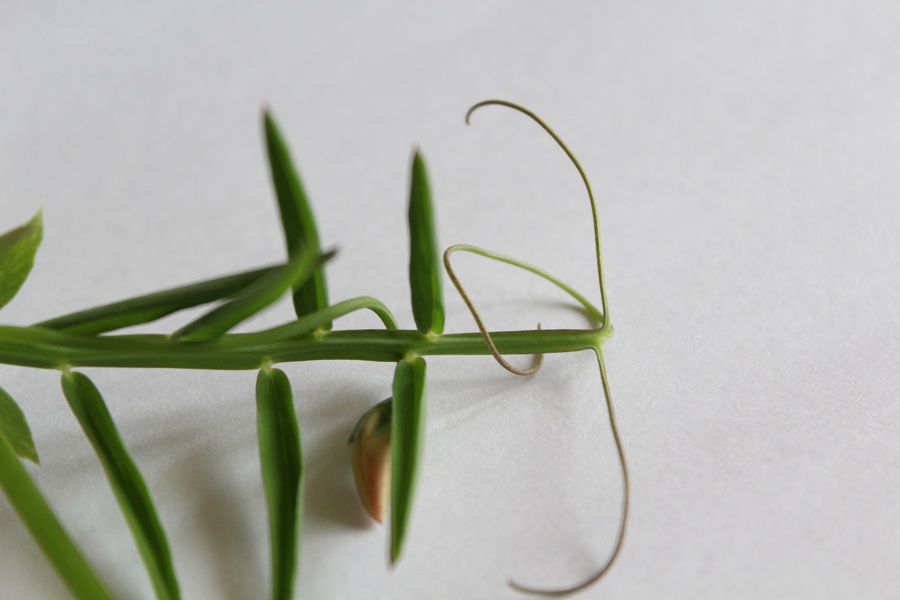 Lathyrus clymenum (=Lathyrus articulatus)