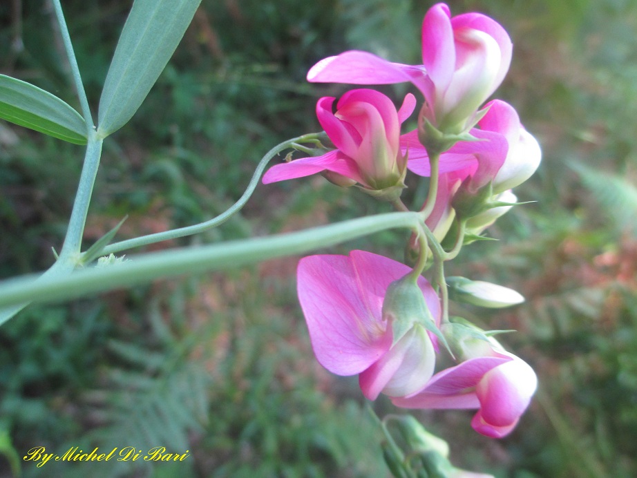 Sempre Lathyrus sylvestris ?