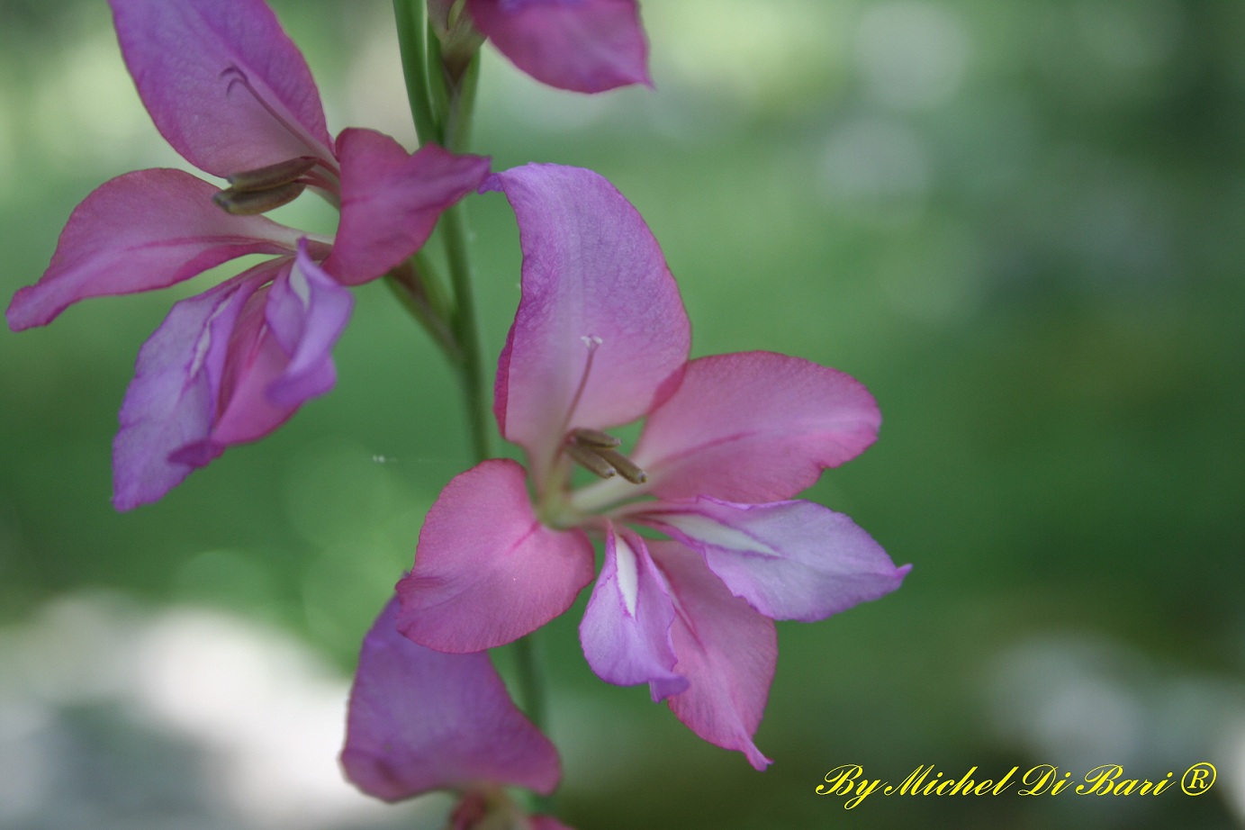 Gladiolus sp.