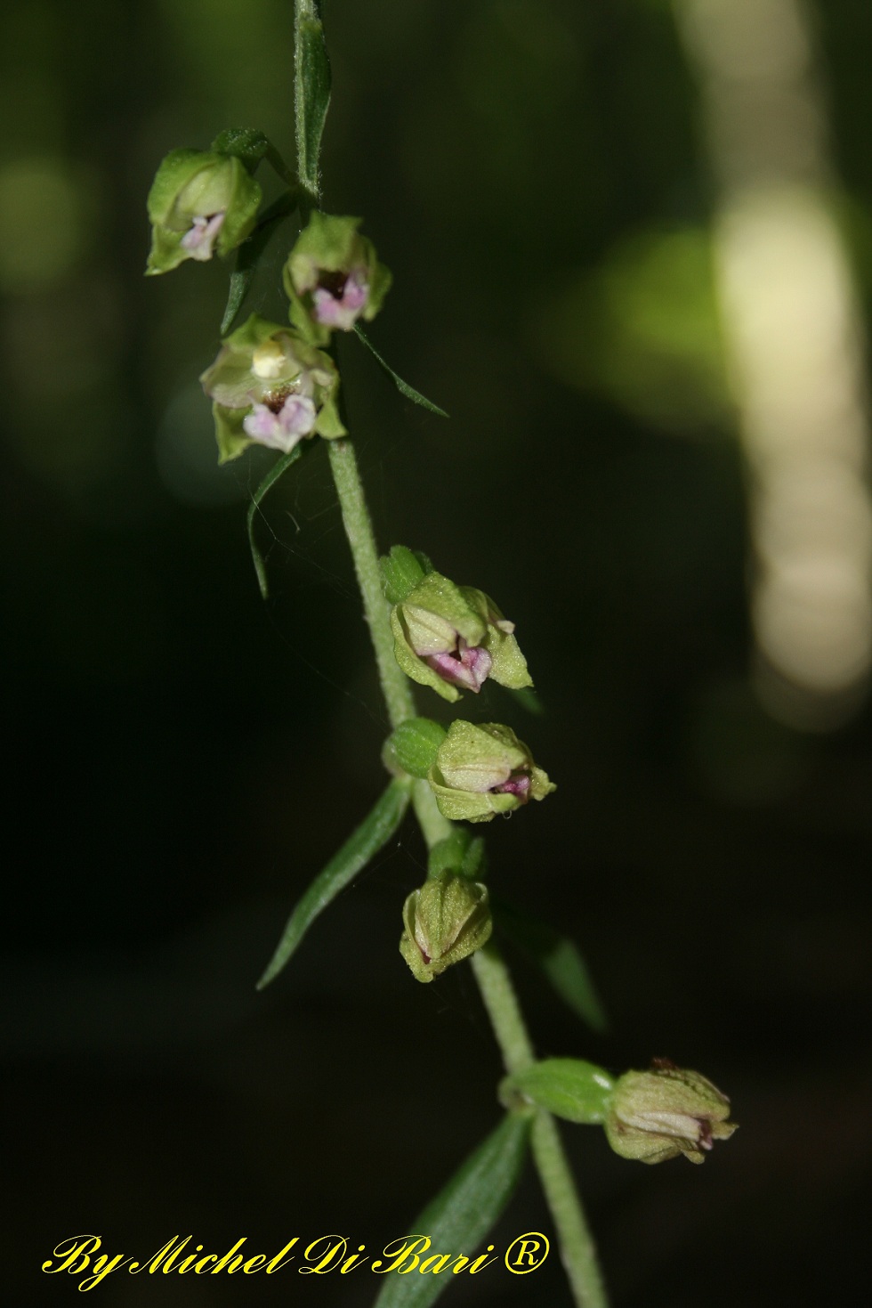 Epipactis meridionalis