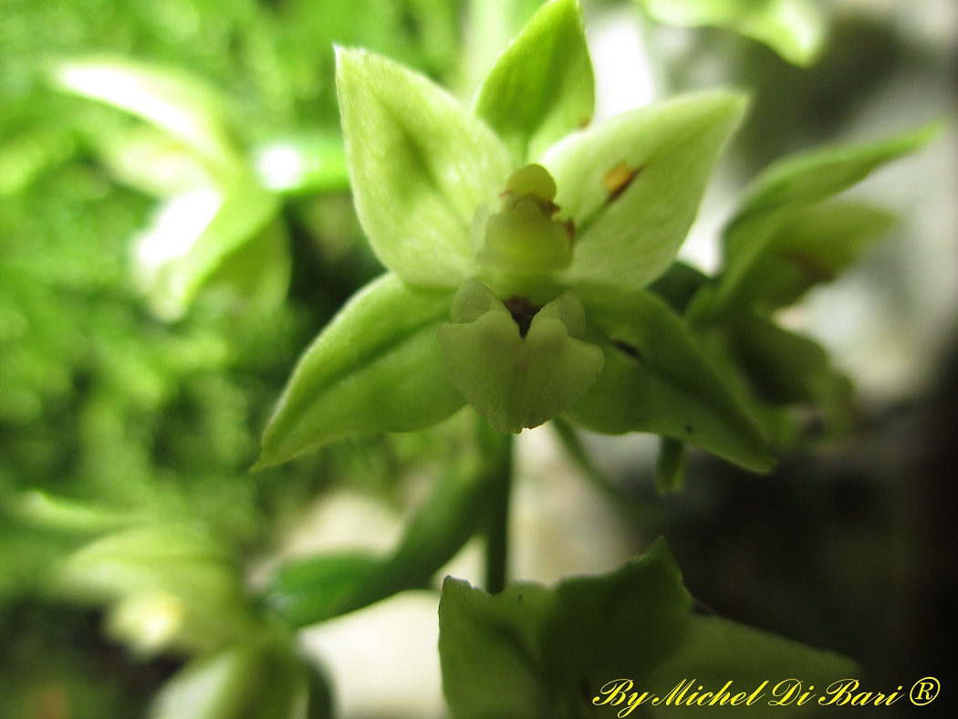 Altra epipactis da ID