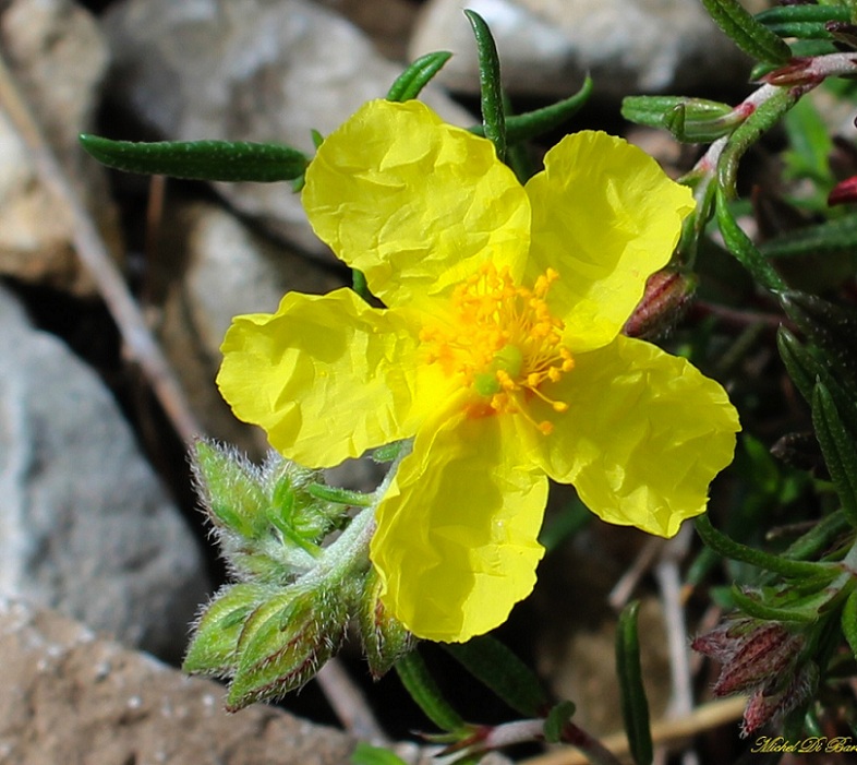 Helianthemum jonium / Eliantemo jonico