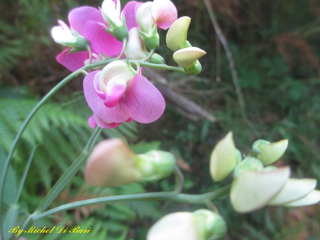 Sempre Lathyrus sylvestris ?